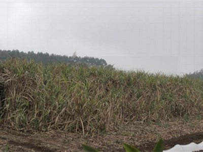 甘蔗調研1